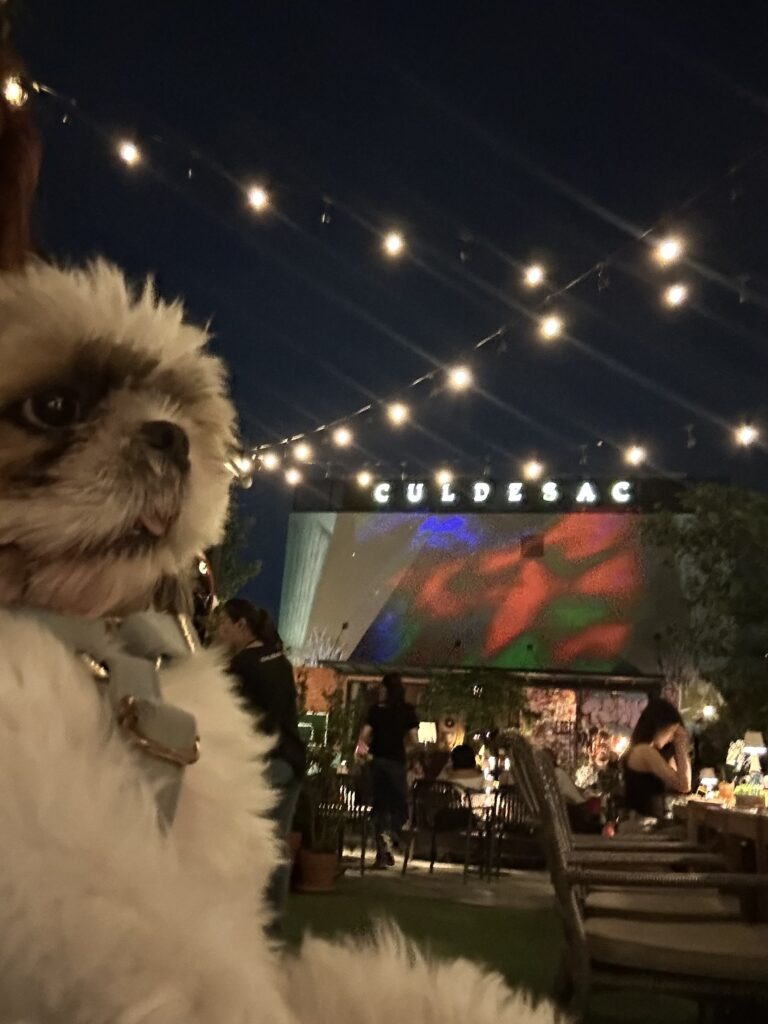 Petfriendy rooftop Bangkok