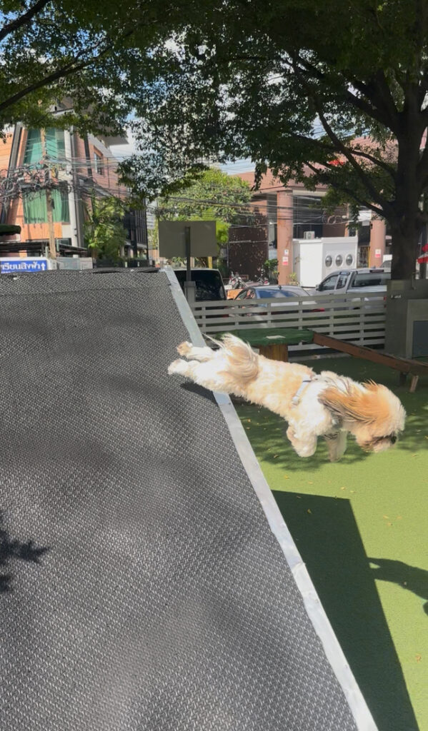 K village Bangkok pet friendly