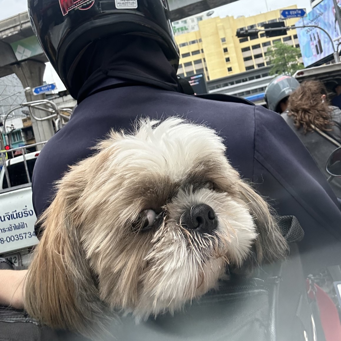 pet friendly bangkok